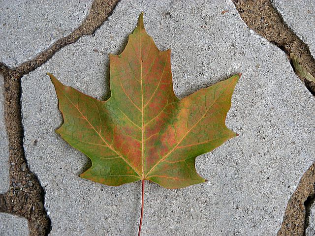 Leaf on Patio for new owners