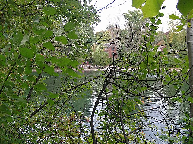 Pond through bushes - almost at the lake